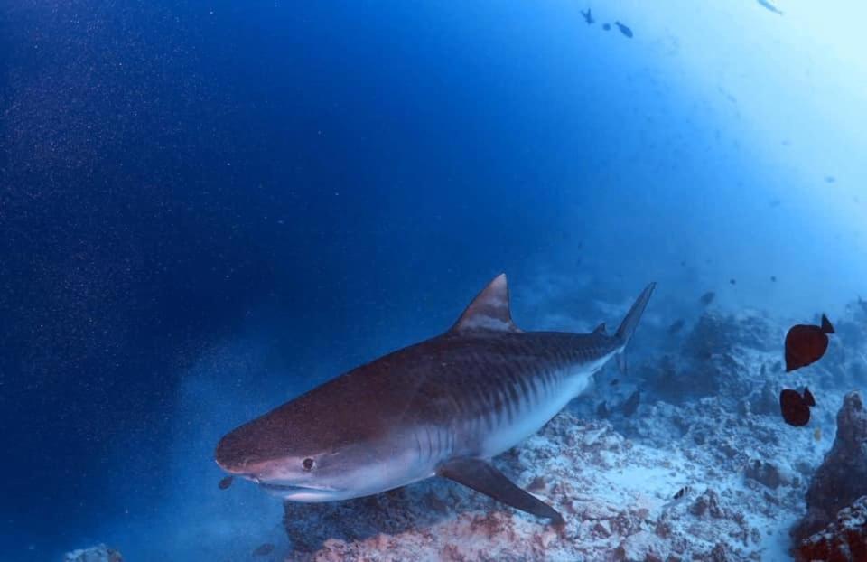 Endhaa, Divers Home Fuvahmulah Bagian luar foto