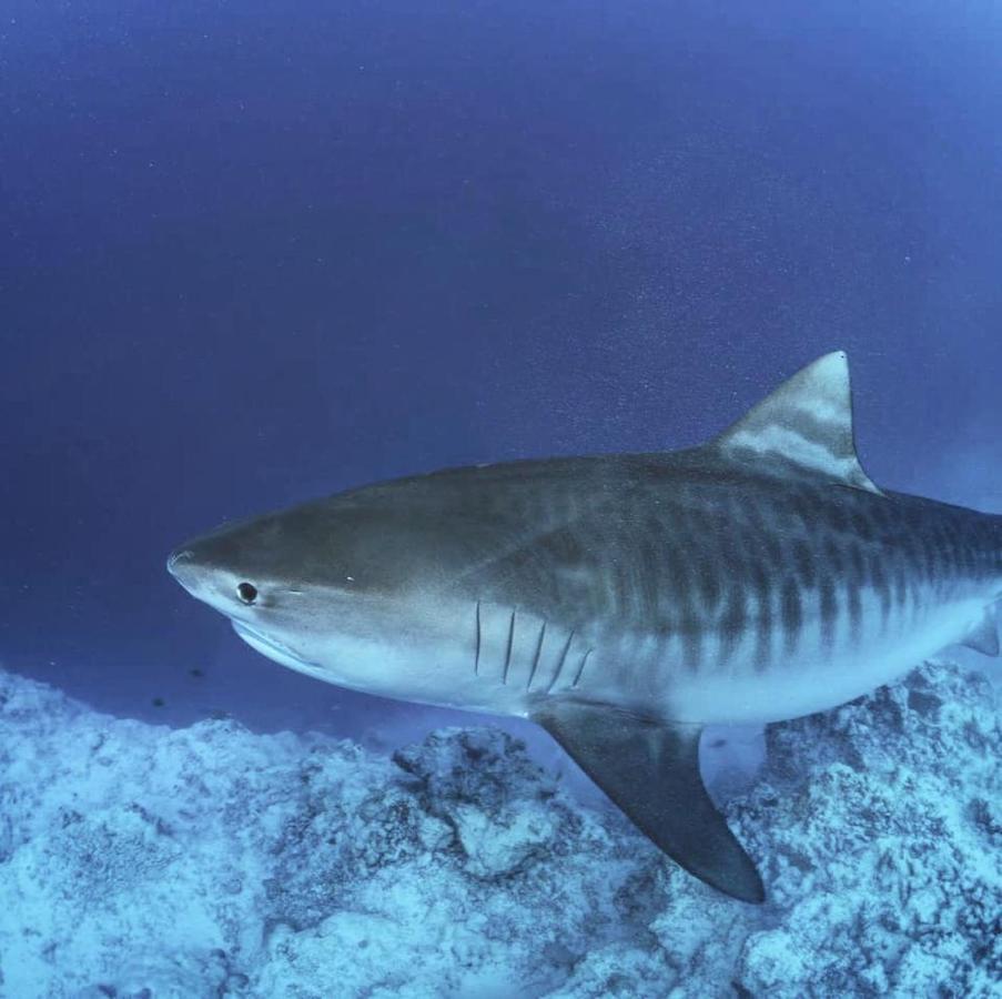 Endhaa, Divers Home Fuvahmulah Bagian luar foto