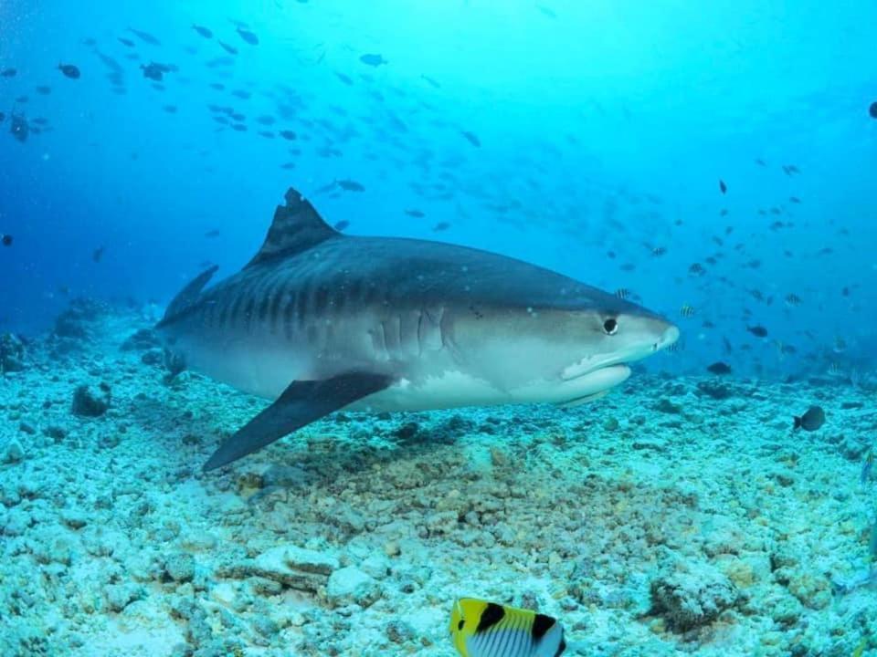 Endhaa, Divers Home Fuvahmulah Bagian luar foto