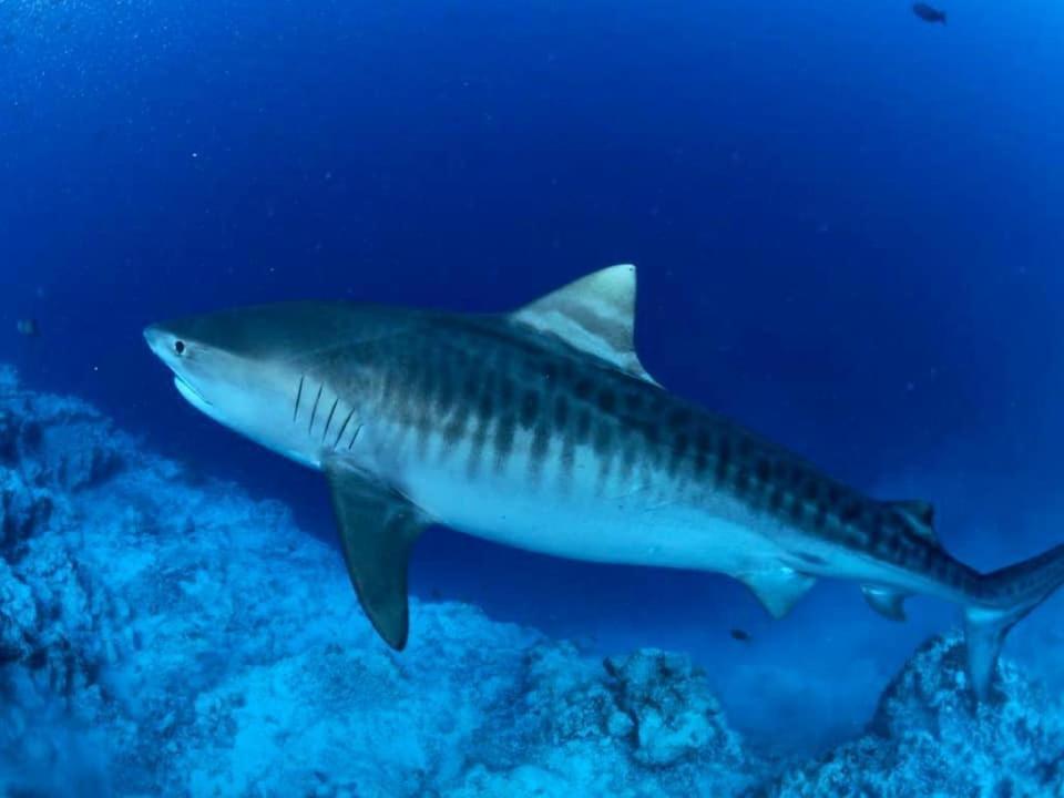 Endhaa, Divers Home Fuvahmulah Bagian luar foto